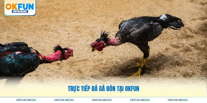 truc-tiep-da-ga-don